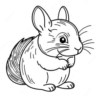 Chinchilla Värittämissivu | Chinchilla värityssivu