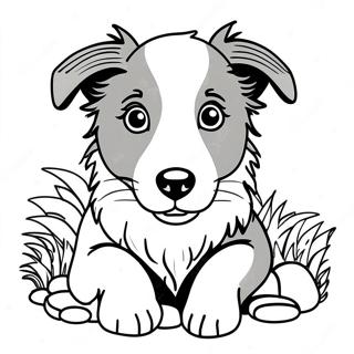 Border Collie pentu värityskuva | Border Collie värityssivu