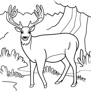 Mule Deer -värityssivu | Mule Deer värityssivu